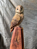 Single Redwood Painted Owl