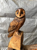 Small Oak Owl