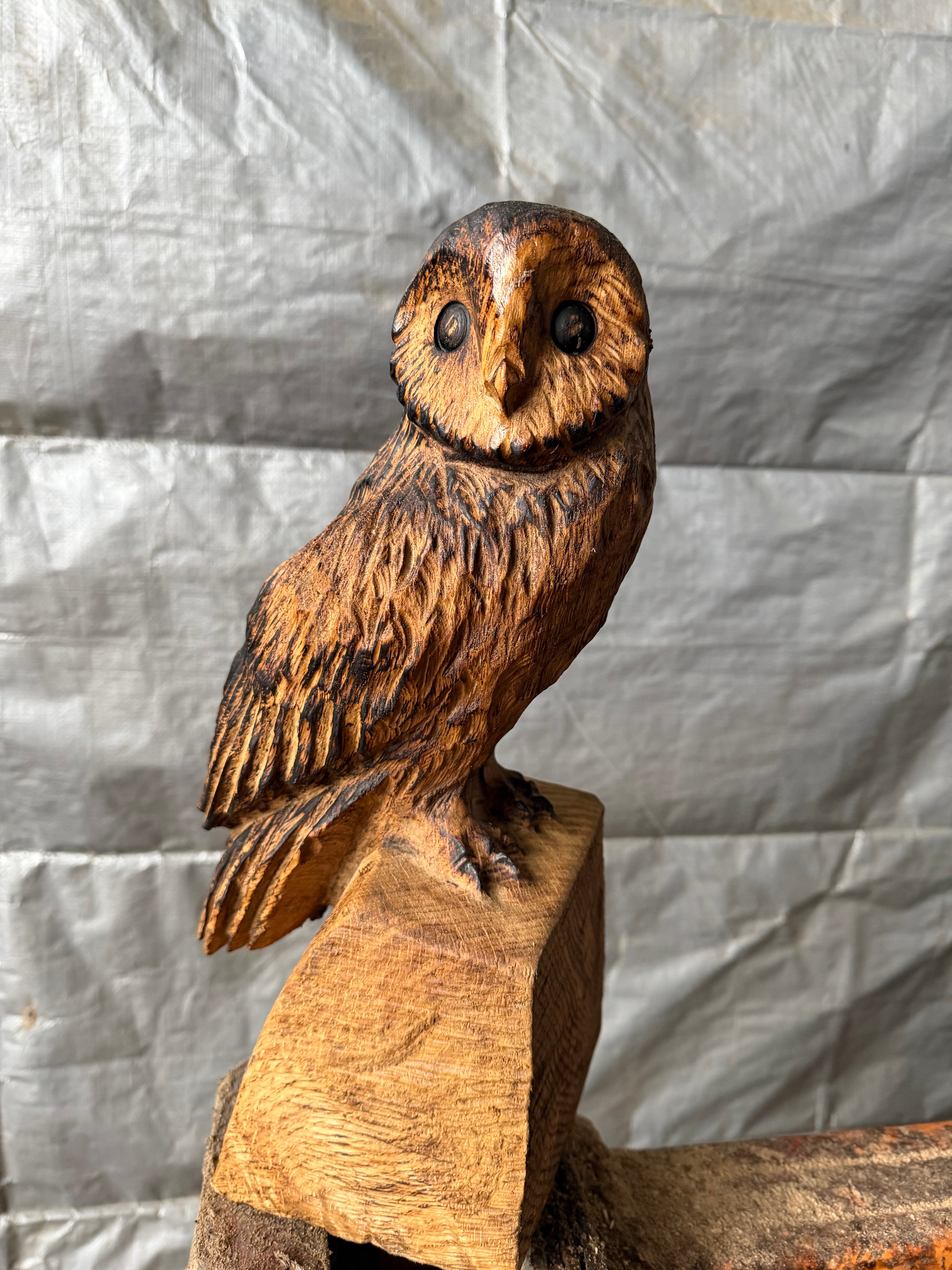 Small Oak Owl
