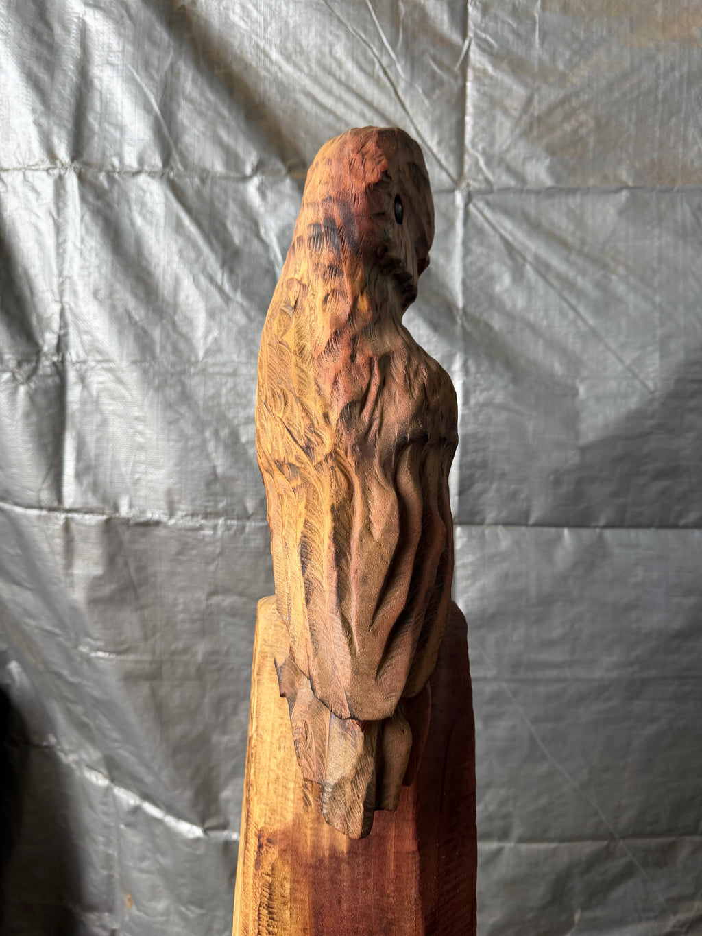 Single Redwood Painted Owl