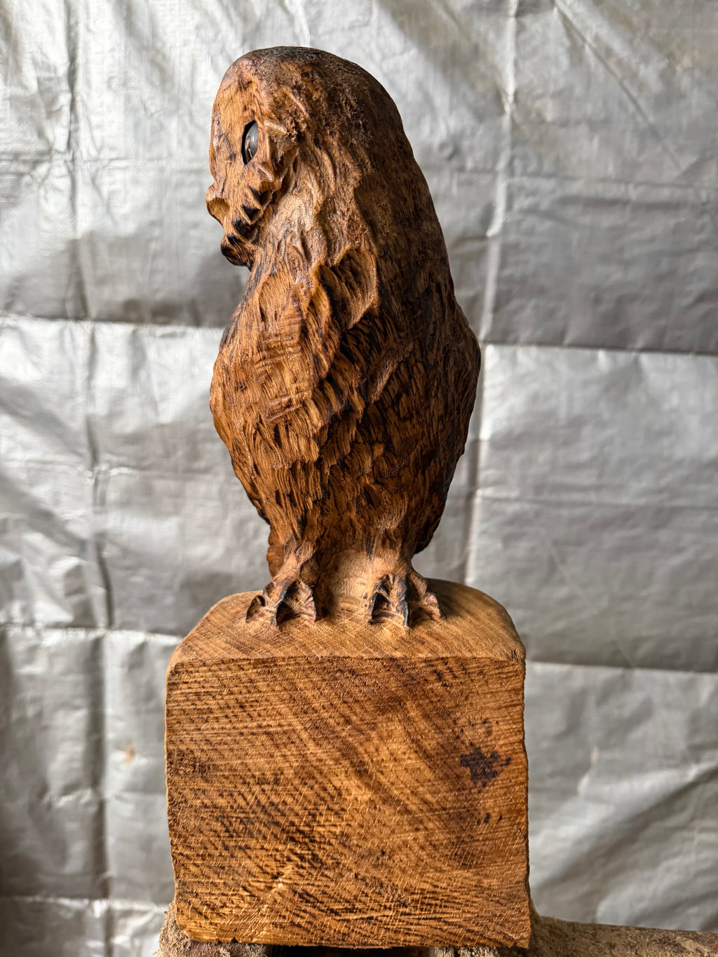 Small Oak Owl