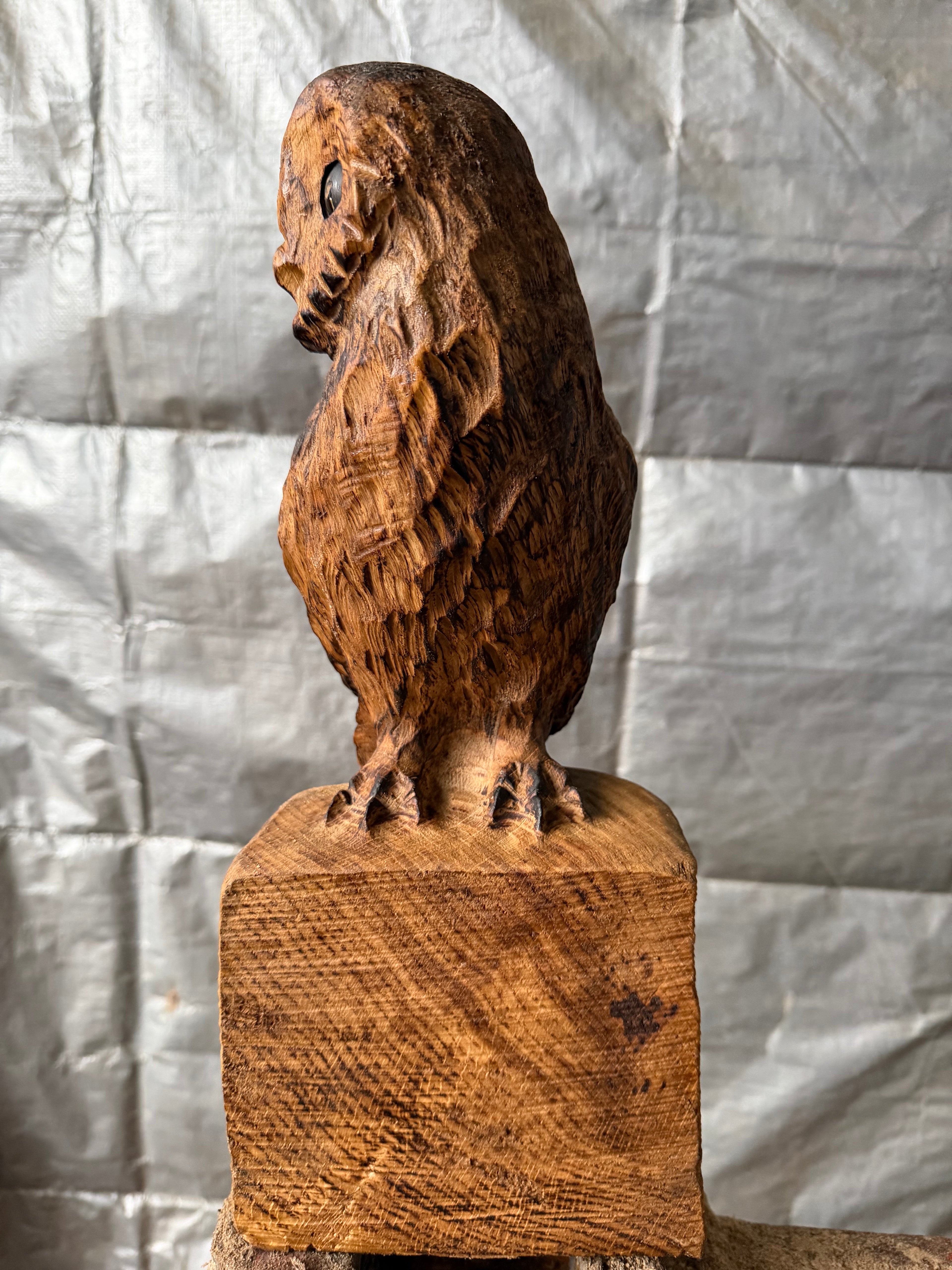Small Oak Owl