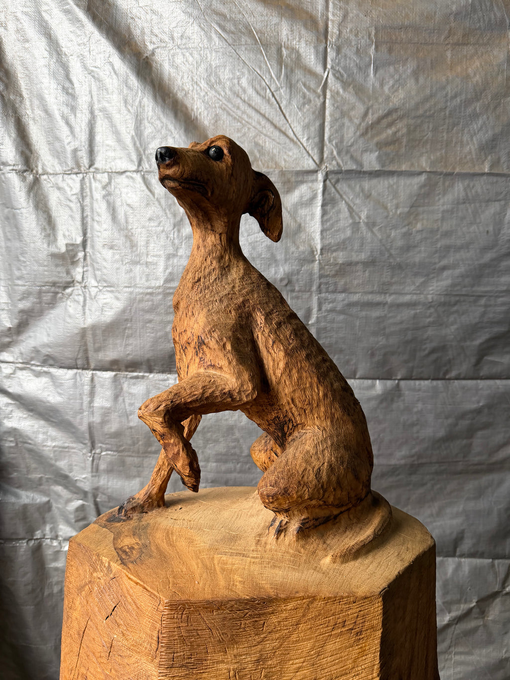 Italian Greyhound in Oak