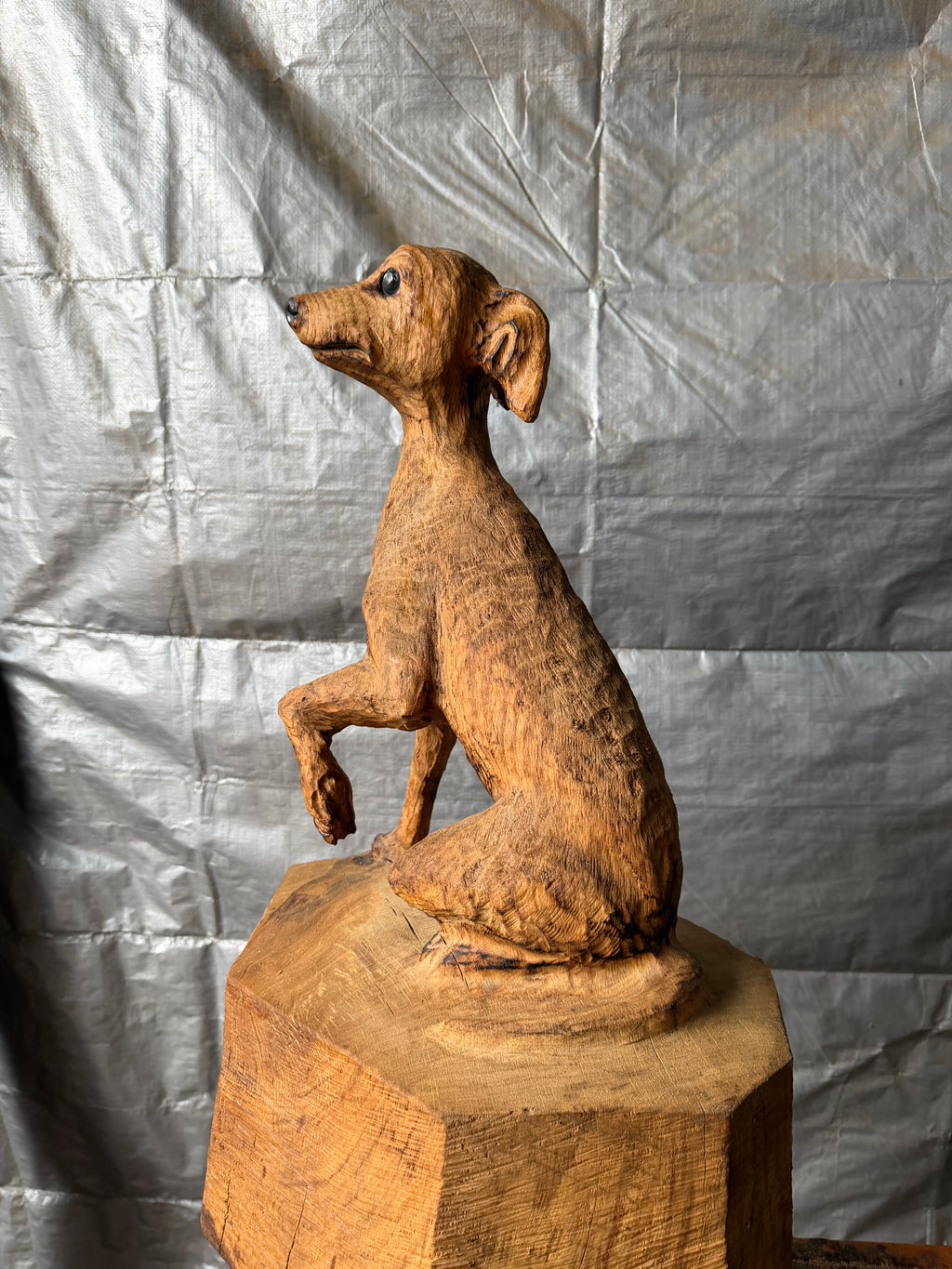 Italian Greyhound in Oak