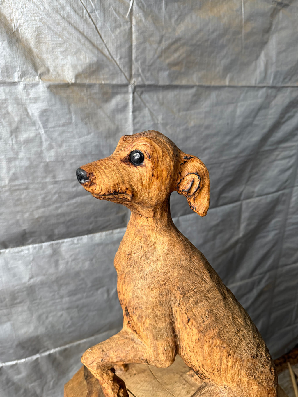 Italian Greyhound in Oak