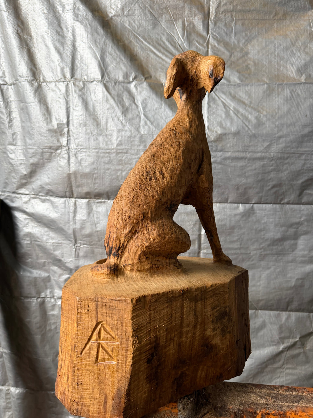 Italian Greyhound in Oak
